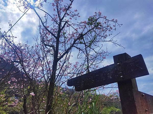 往茶壺山(櫻花步道.jpg