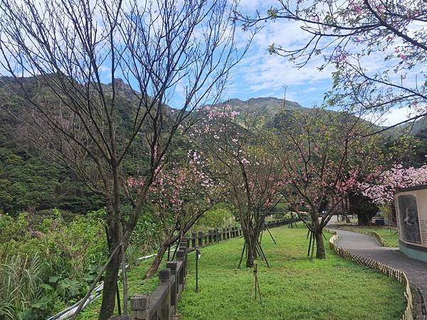 神社前櫻花.jpg