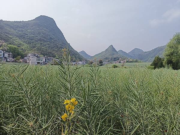 神龍rapeseed flower 油菜花 (3).jpg