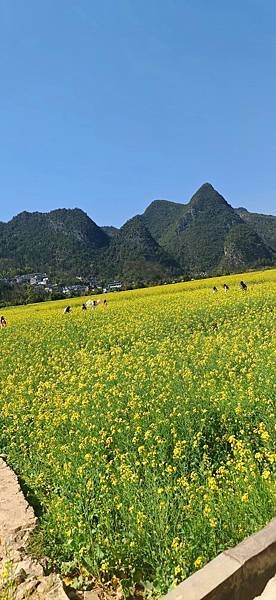 羅平(金雞峰.jpg