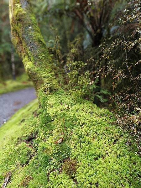 24 SEP. 雨中的旅人! 馬修森湖健行.綠石小鎮岩燒料理