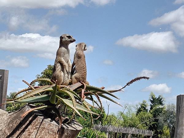 MEERKAT 狐獴(SYD ZOO2.jpg