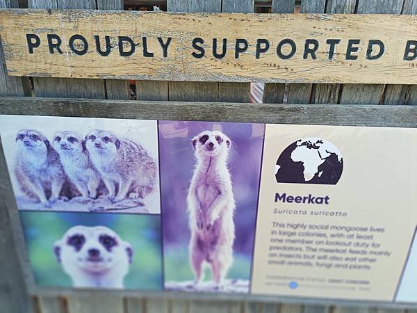 MEERKAT 狐獴(SYD ZOO.jpg