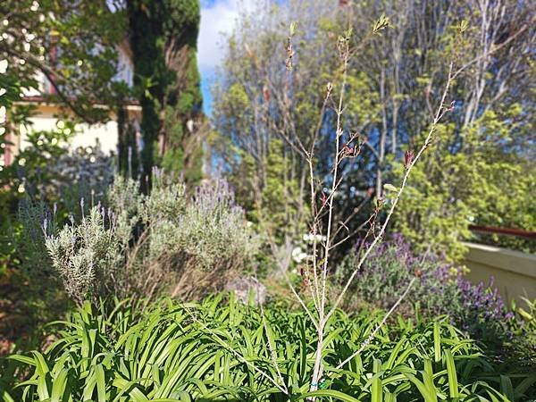 24OCT 十里藍山蟬滿天 百年飯店巡禮(Metropole