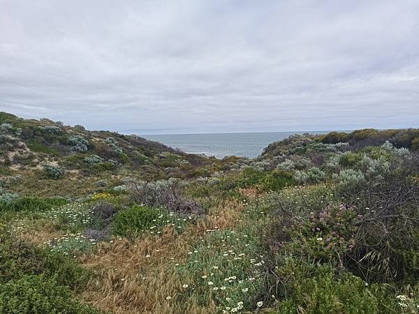 24OCT 西澳 曼德拉 Mandurah (海濱巨人步道.