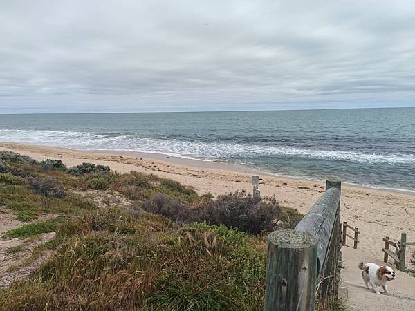 24OCT 西澳 曼德拉 Mandurah (海濱巨人步道.