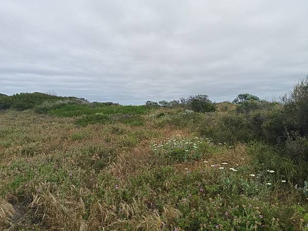 24OCT 西澳 曼德拉 Mandurah (海濱巨人步道.