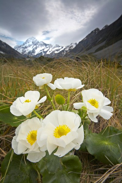 Mt Cook Lillies 14.jpg