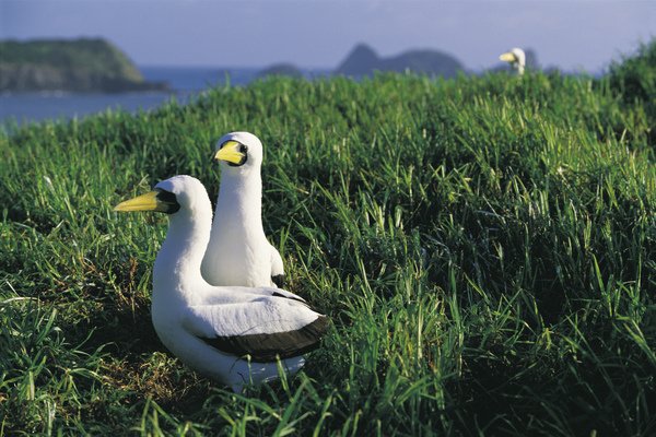 Boobie Birds, Mutton Bird Point, Lord Howe Island (Photo credit Don Fuchs).jpg