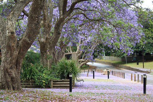 parramatta_park3.jpg