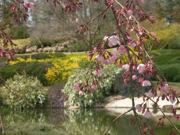 COWARA JPN GARDEN2.jpg