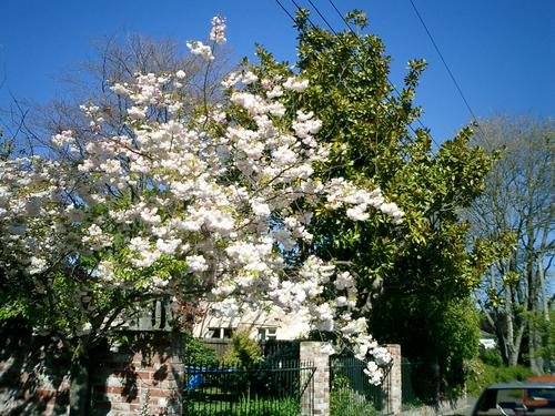 NZ SAKURA2.jpg