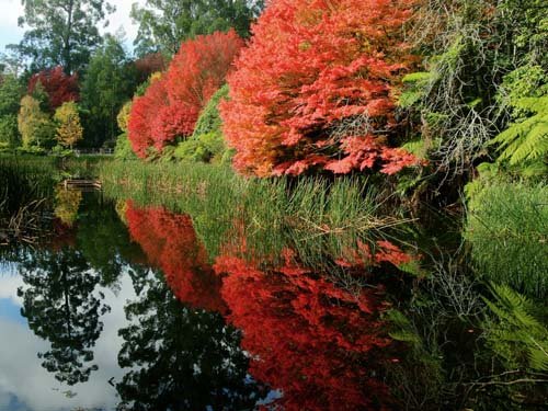 Rhododendron秋4.jpg