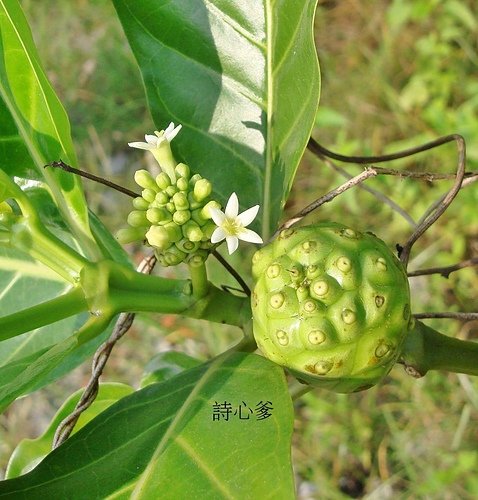 (諾麗果) 檄樹六瓣白花與綠果.jpg