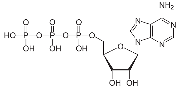 《三磷酸腺苷》.png