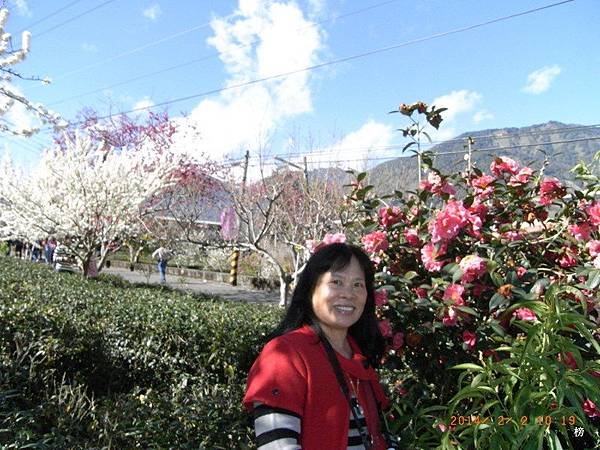 草坪頭賞花行