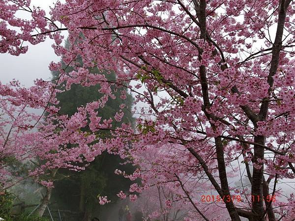 撥雲見日~恩愛農場~賞花行