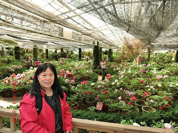 花中之王~美麗的牡丹花&lt;104&gt;