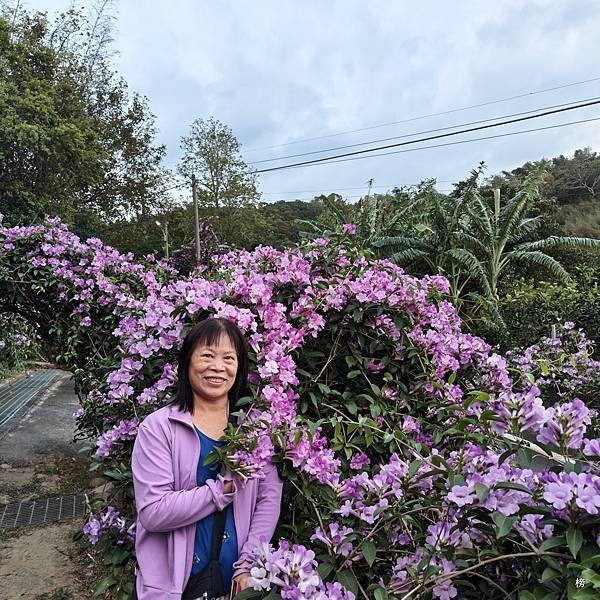 鄉下傳奇之美~粉紅美麗的蒜香藤步道綻放著迷人的風采