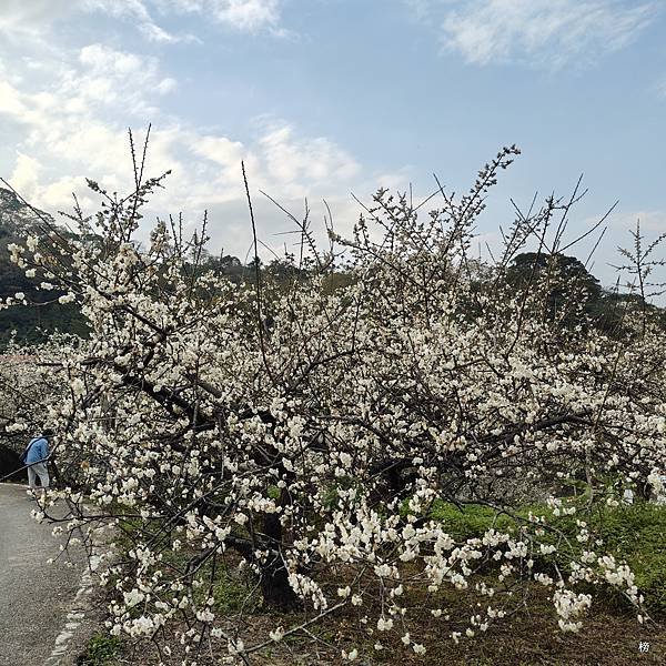 潔白高雅銀白大地梅花綻放清香撲鼻信義土場好風情