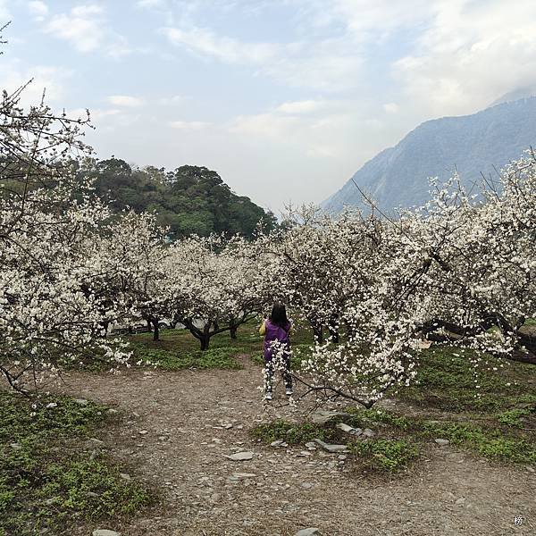 元旦新春梅花綻放銀白大地.在續土場情緣秘境賞梅花.好狗兒