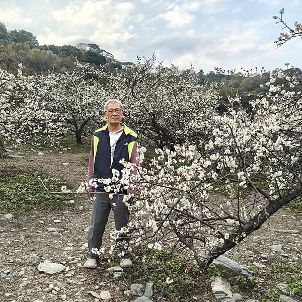 元旦新春梅花綻放銀白大地.在續土場情緣秘境賞梅花.好狗兒