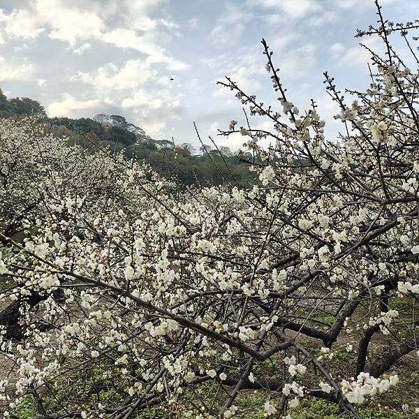 元旦新春梅花綻放銀白大地.在續土場情緣秘境賞梅花.好狗兒