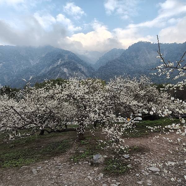 元旦新春梅花綻放銀白大地.在續土場情緣秘境賞梅花.好狗兒