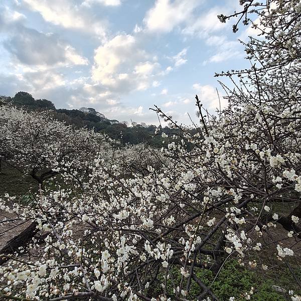 元旦新春梅花綻放銀白大地.在續土場情緣秘境賞梅花.好狗兒