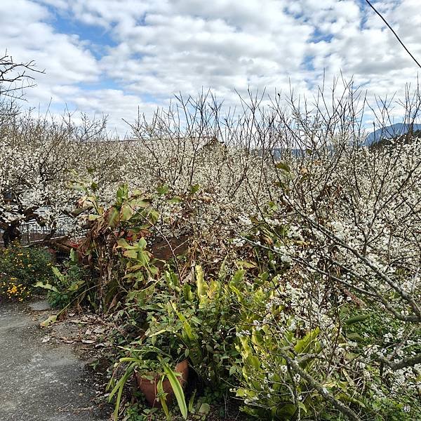 元旦新春梅花綻放銀白大地.在續土場情緣秘境賞梅花.好狗兒