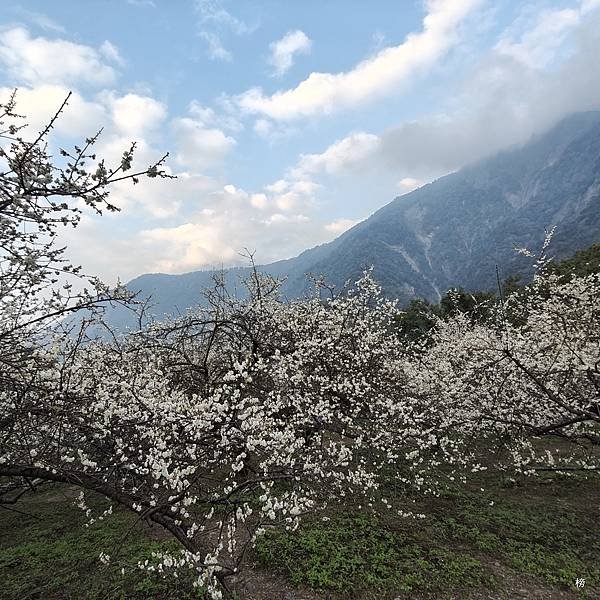 元旦新春梅花綻放銀白大地.在續土場情緣秘境賞梅花.好狗兒
