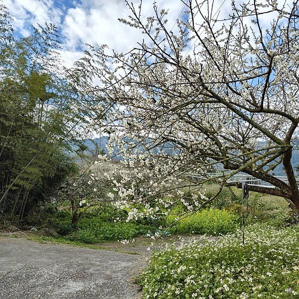 元旦新春梅花綻放銀白大地.在續土場情緣秘境賞梅花.好狗兒