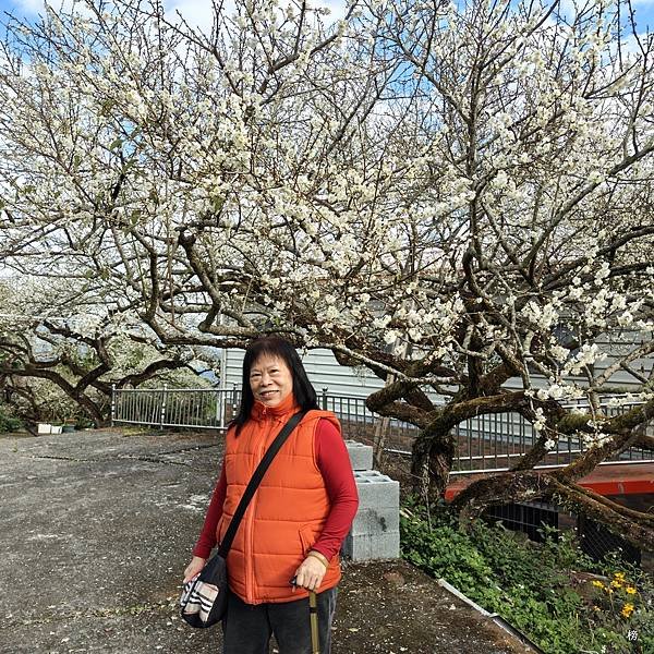 元旦新春梅花綻放銀白大地.在續土場情緣秘境賞梅花.好狗兒