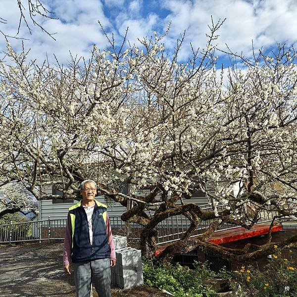 元旦新春梅花綻放銀白大地.在續土場情緣秘境賞梅花.好狗兒