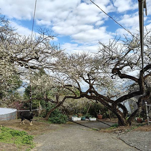 元旦新春梅花綻放銀白大地.在續土場情緣秘境賞梅花.好狗兒