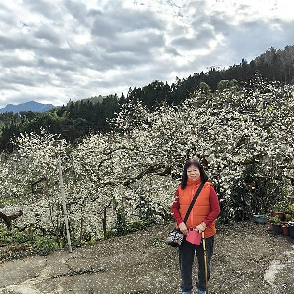 元旦新春梅花綻放銀白大地.在續土場情緣秘境賞梅花.好狗兒