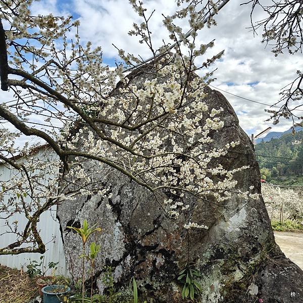 元旦新春梅花綻放銀白大地.在續土場情緣秘境賞梅花.好狗兒