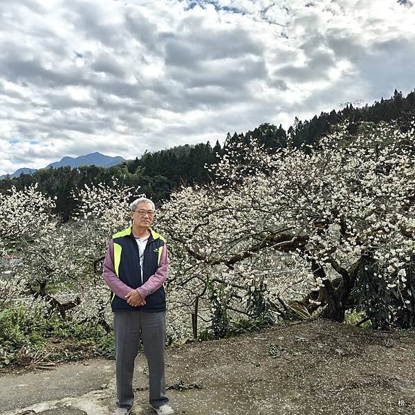 元旦新春梅花綻放銀白大地.在續土場情緣秘境賞梅花.好狗兒