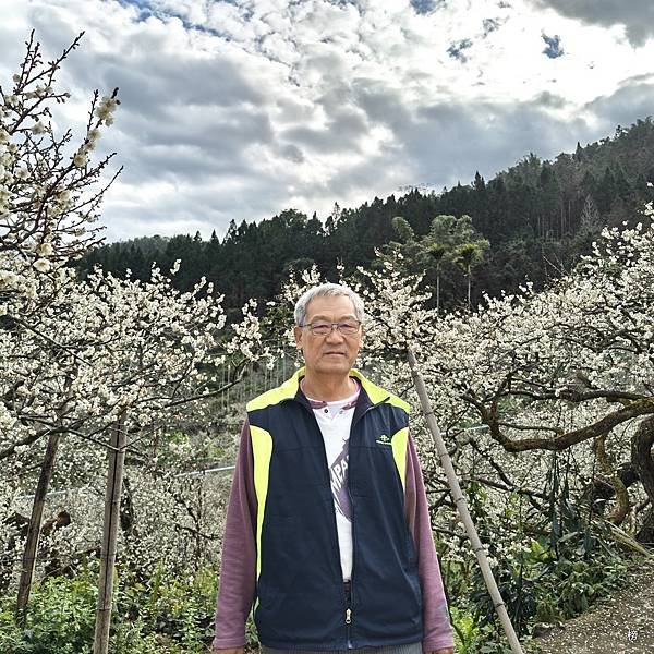 元旦新春梅花綻放銀白大地.在續土場情緣秘境賞梅花.好狗兒