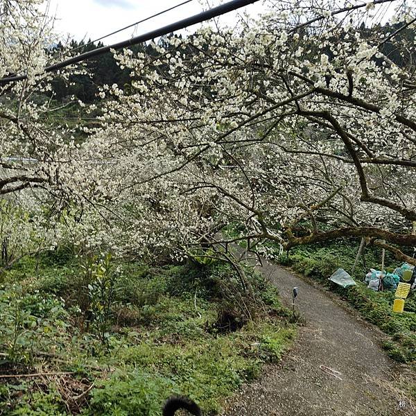 元旦新春梅花綻放銀白大地.在續土場情緣秘境賞梅花.好狗兒