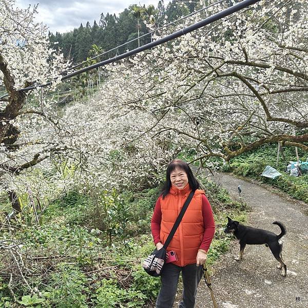 元旦新春梅花綻放銀白大地.在續土場情緣秘境賞梅花.好狗兒