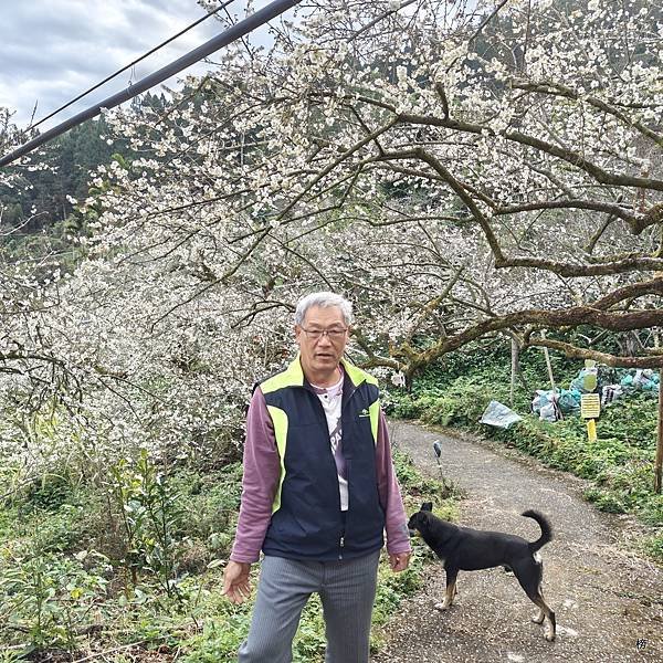 元旦新春梅花綻放銀白大地.在續土場情緣秘境賞梅花.好狗兒