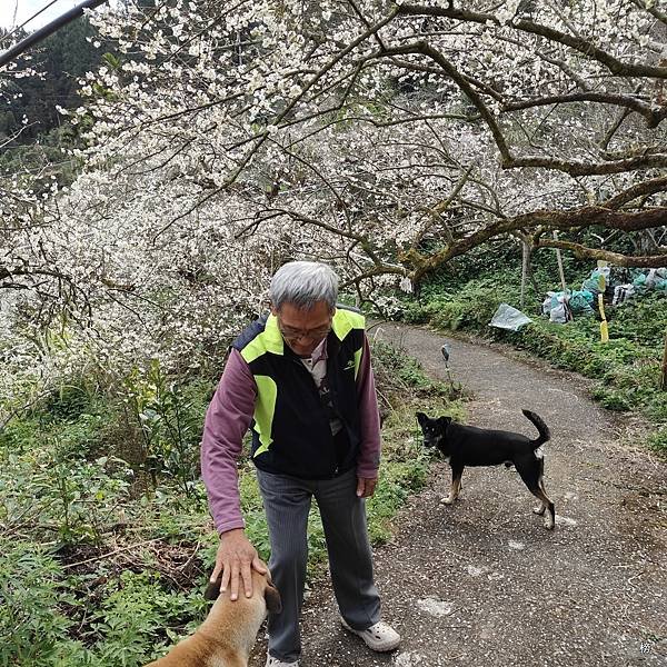 元旦新春梅花綻放銀白大地.在續土場情緣秘境賞梅花.好狗兒