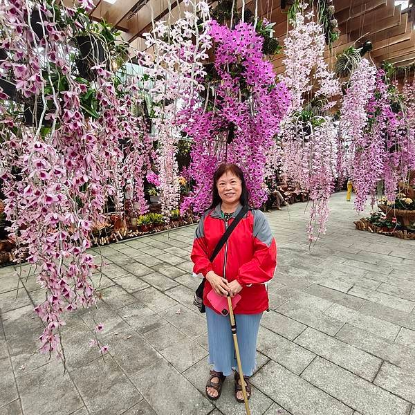 優雅美麗迷人的石斛蘭