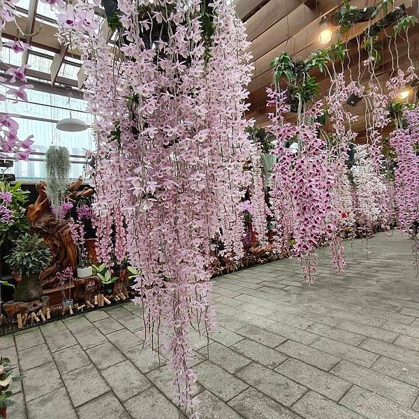 優雅美麗迷人的石斛蘭