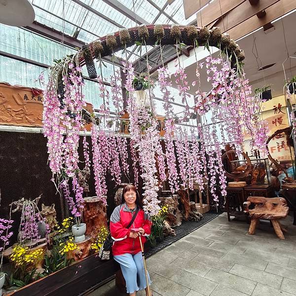 優雅美麗迷人的石斛蘭