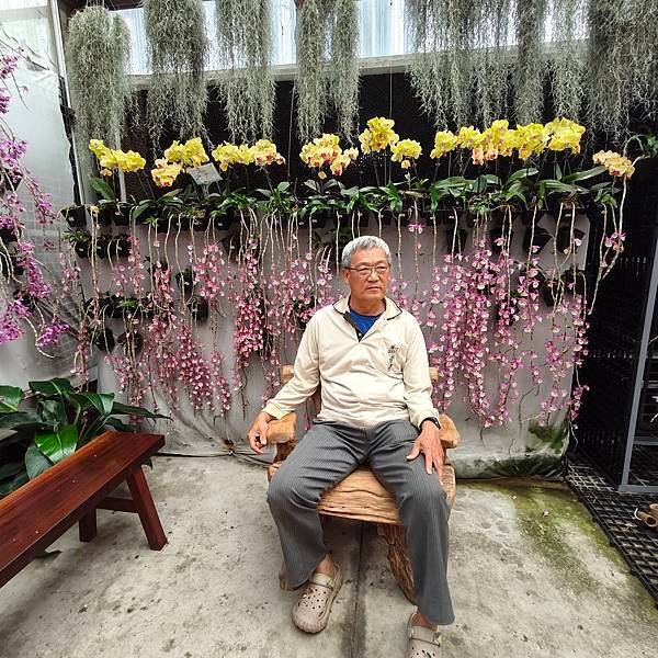 優雅美麗迷人的石斛蘭
