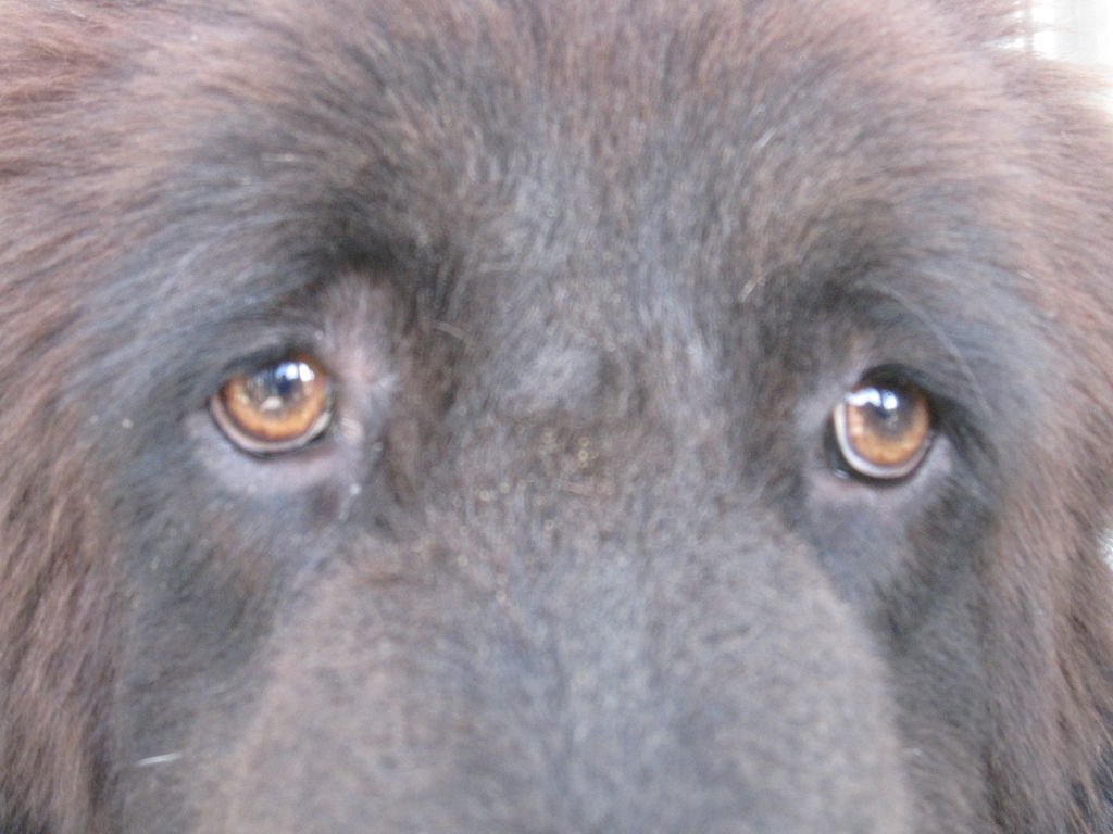 來自玉樹藏獒血脈的眼神/設於自家犬舍尊直子10個月齡