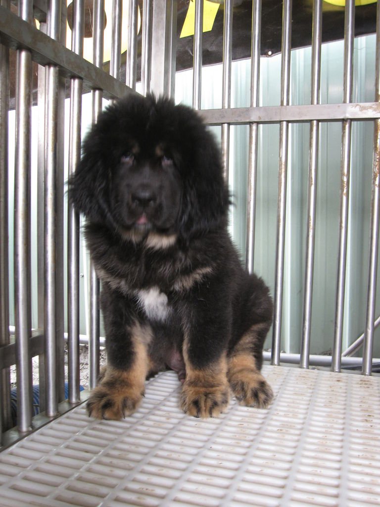 西藏獒犬/60日齡小公獒