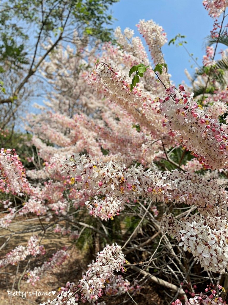 【景點】嘉義縣 竹崎親水公園 /2024年 花旗木 花海大爆